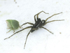 Lycosidae Pardosa Sternalis Male